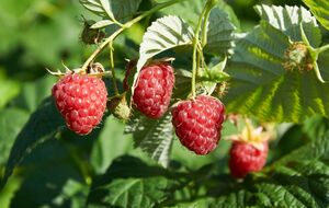 Малина вырастет крупной, если для нее создать определенные условия