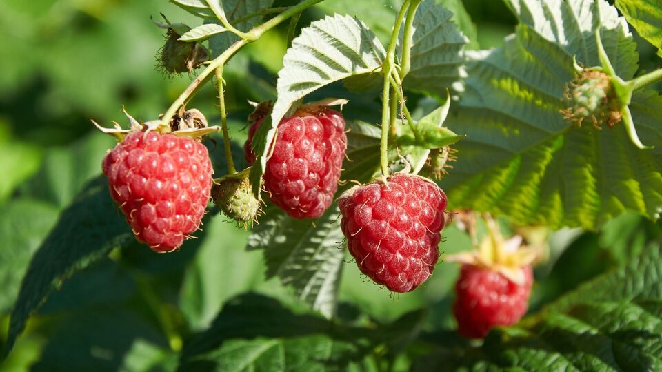 Малина вырастет крупной, если для нее создать определенные условия