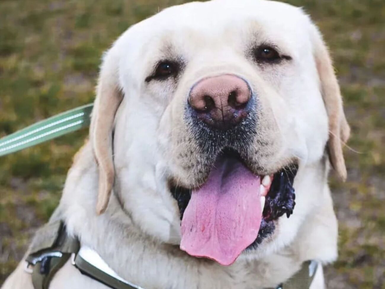 Лабрадор Ермі: Нам із кінологом було важливо дістатися додому якнайшвидше