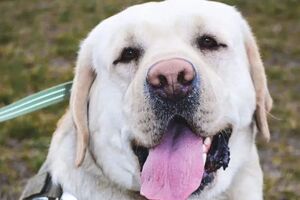 Лабрадор Ермі: Нам із кінологом було важливо дістатися додому якнайшвидше