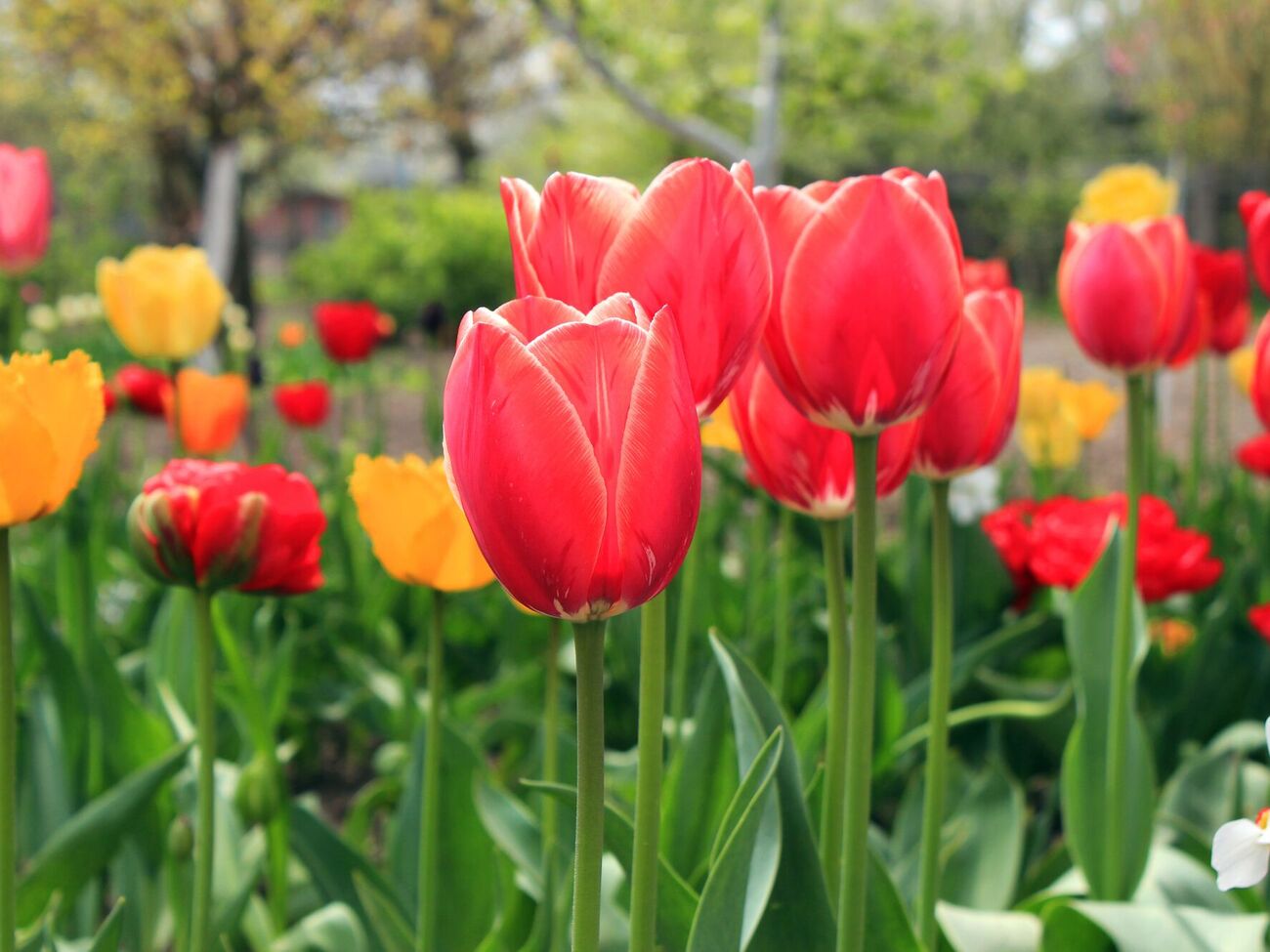 Для подкормки тюльпанов понадобятся суперфосфат, калийная соль и зола