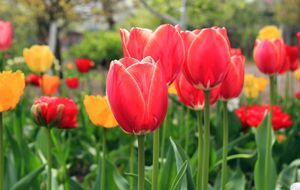 Для подкормки тюльпанов понадобятся суперфосфат, калийная соль и зола