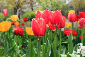 Для подкормки тюльпанов понадобятся суперфосфат, калийная соль и зола