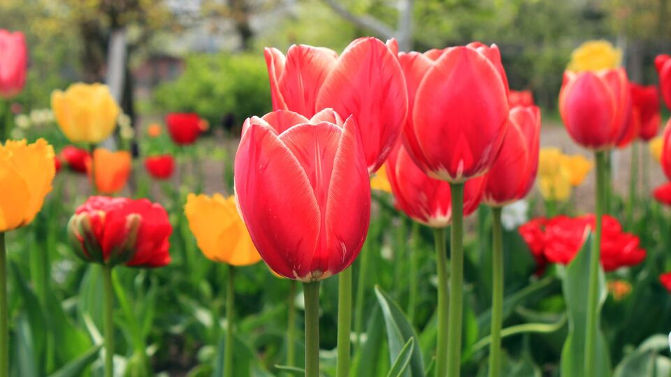 Для підживлення тюльпанів знадобиться суперфосфат, калійна сіль і зола