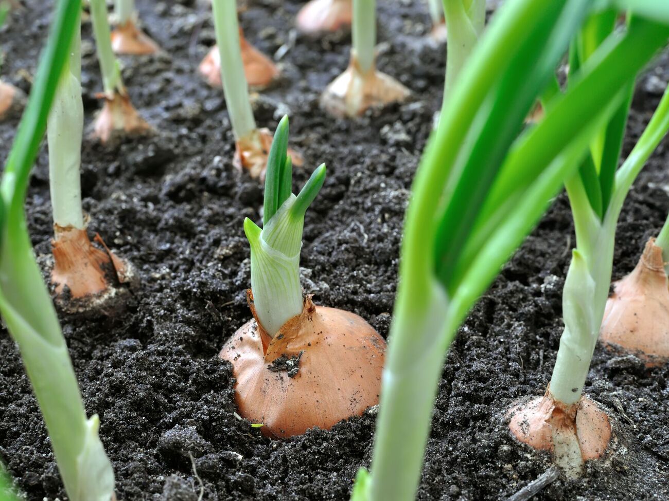 По словам садоводов, сода помогает ускорить прорастание луковицы и способствует образованию более крепких и здоровых ростков
