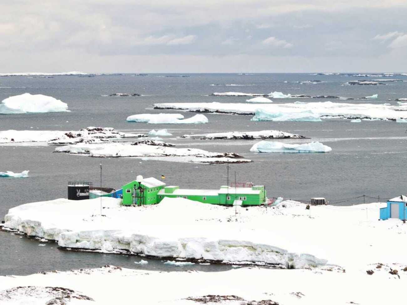 Возле украинской станции сняли морских слонов