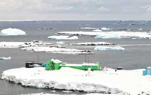 Возле украинской станции сняли морских слонов