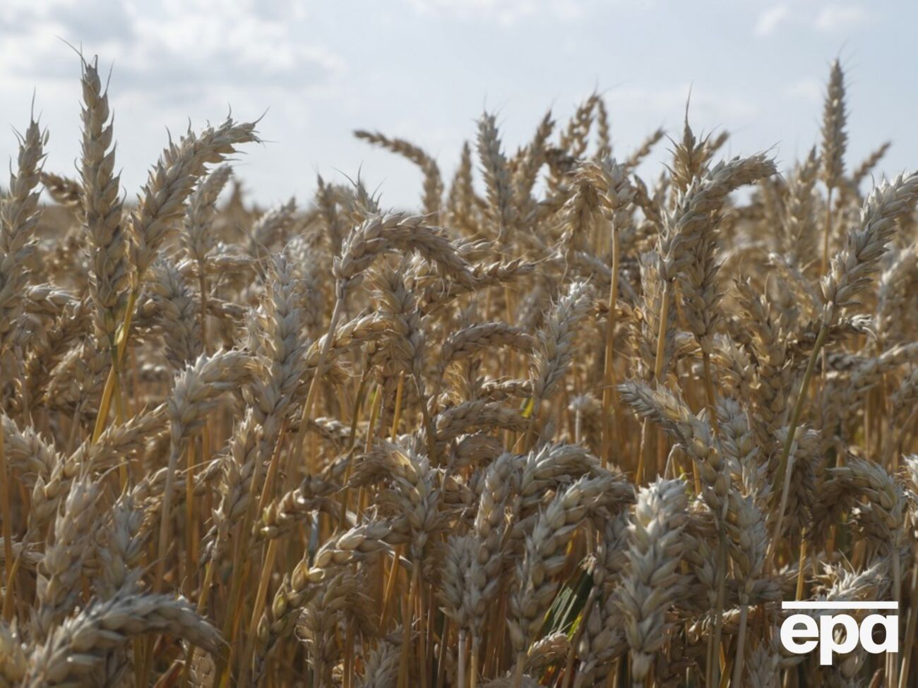 Сырье из РФ приводит к снижению цен во всем Евросоюзе – литовские зернопроизводители