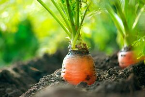 Якщо посіяти моркву зарано, коли повітря не прогрілося, вона сходитиме приблизно місяць