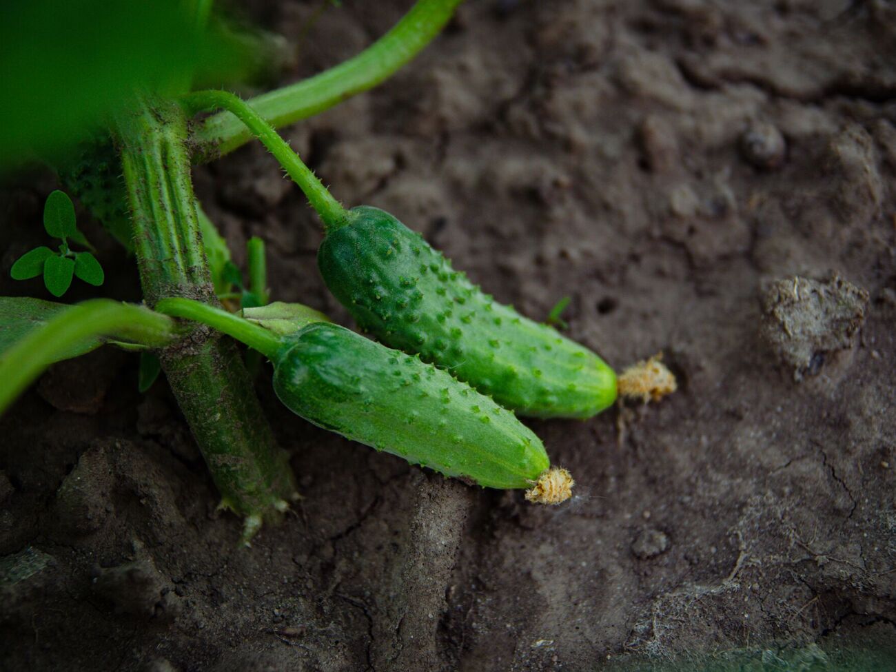 Огурцы дадут хороший урожай