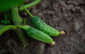 Огурцы дадут хороший урожай