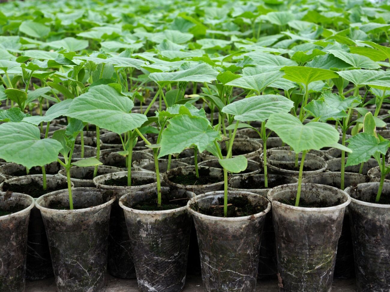 Подкормку нужно проводить аккуратно, чтобы не обжечь листья