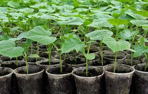 Подкормку нужно проводить аккуратно, чтобы не обжечь листья