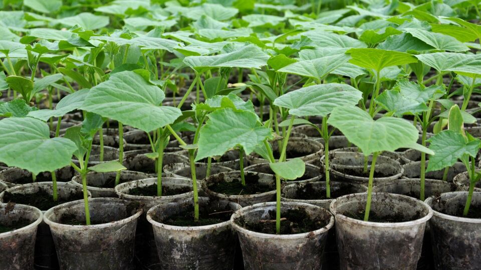 Подкормку нужно проводить аккуратно, чтобы не обжечь листья