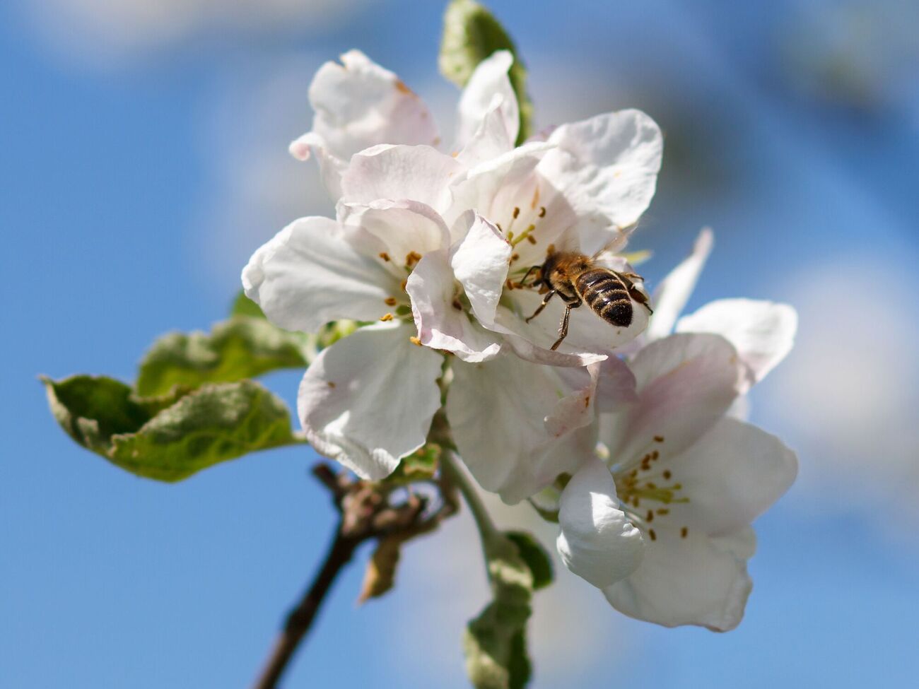Самки цветоеда, если их вовремя не уничтожить, откладывают яйца непосредственно в цветочные бутоны