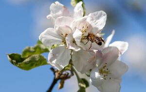 Самки цветоеда, если их вовремя не уничтожить, откладывают яйца непосредственно в цветочные бутоны