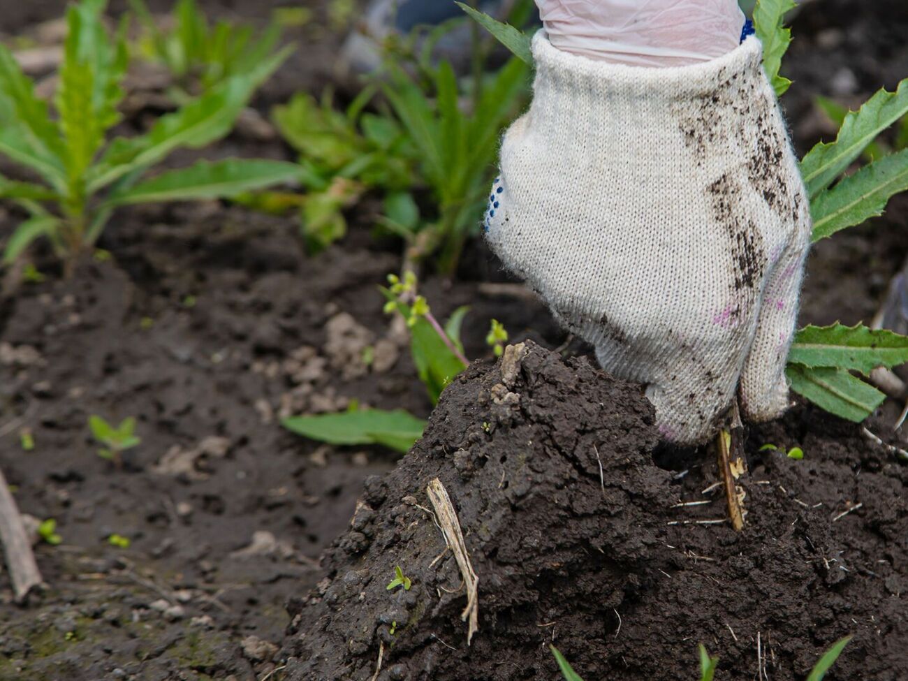 Гербіциди не будуть ефективними на ділянках, які погано оброблено