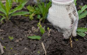 Гербициды не будут эффективны на участках, которые плохо обработаны