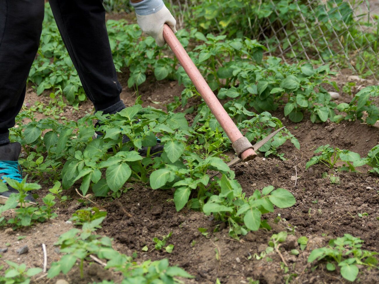 Для борьбы с сорняками можно использовать гербицид, действующим веществом в котором является метрибузин