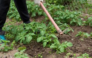 Для борьбы с сорняками можно использовать гербицид, действующим веществом в котором является метрибузин