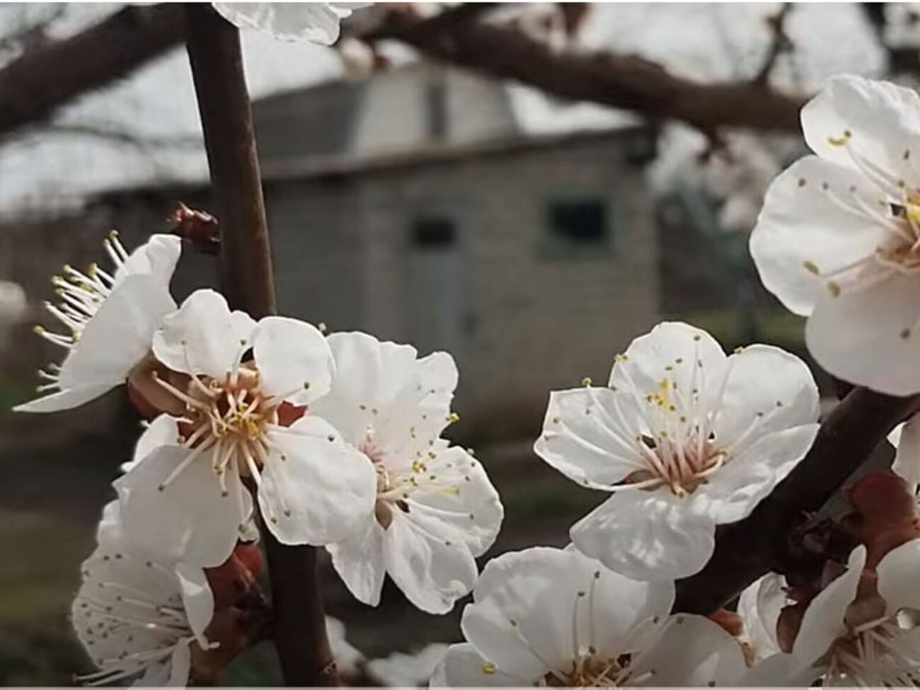 Во время второй обработки абрикосов садовод рекомендует добавить в раствор препарат для лучшего запыления