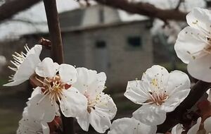 Во время второй обработки абрикосов садовод рекомендует добавить в раствор препарат для лучшего запыления