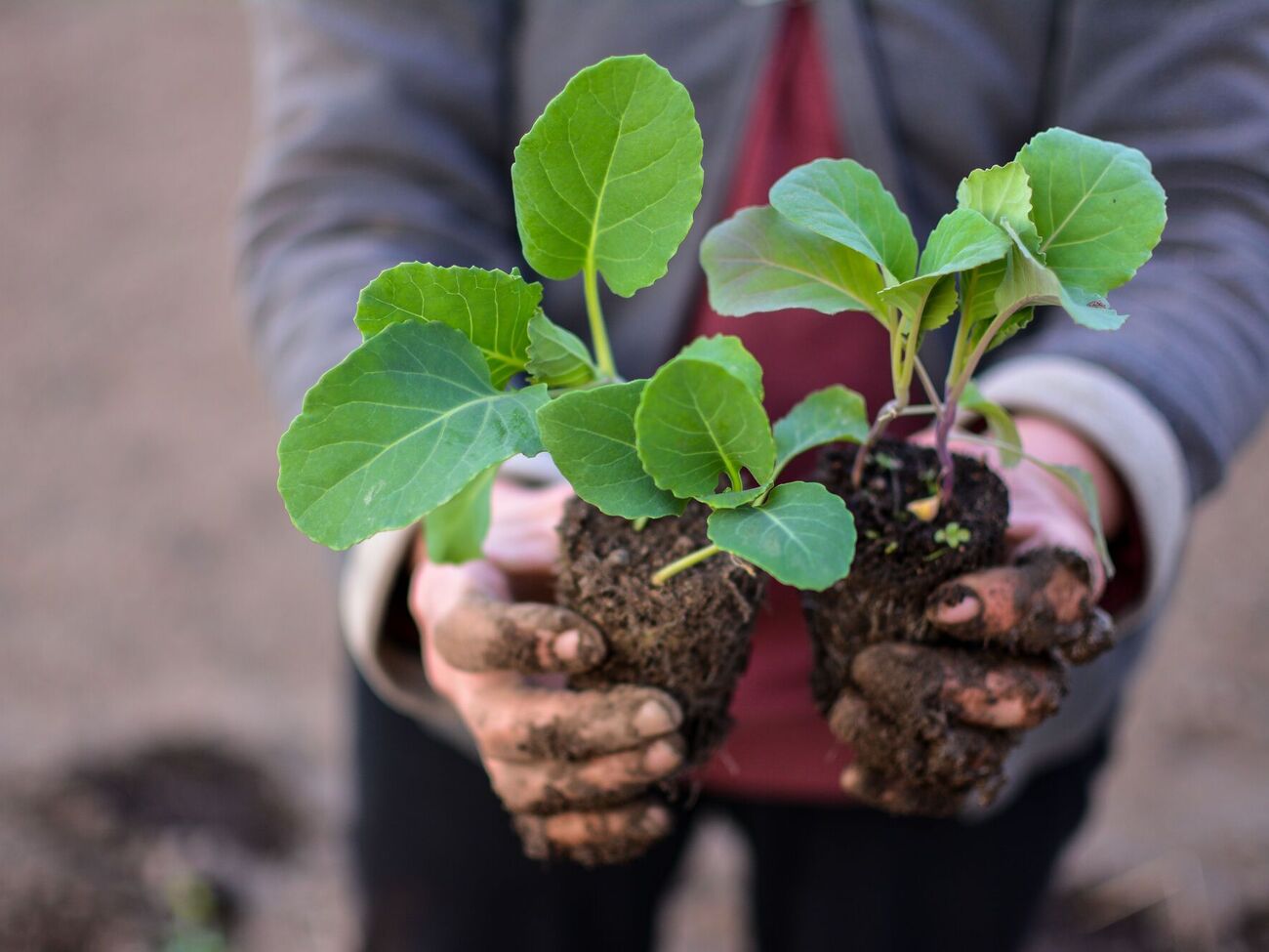 Глубина и ширина лунки во время пересадки рассады должны быть в два раза больше высоты и ширины стаканчика, в котором она росла