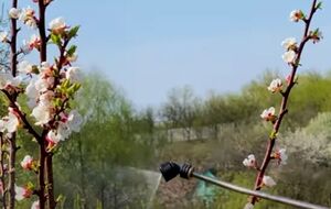 В саду необходимо обрабатывать все цветы и листья, а также маленькие почки