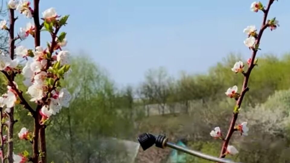 В саду необхідно обробляти всі квіти і листя, а також маленькі бруньки