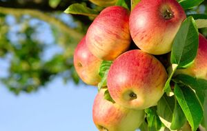 Чтобы яблоки были крупными, дерево нужно подкармливать