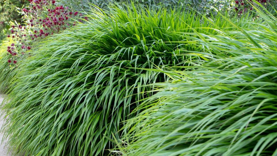 Чтобы свести количество поливов хаконехлои к минимуму, поверхность грунта вокруг куста нужно замульчировать древесными опилками или пожухлой листвой