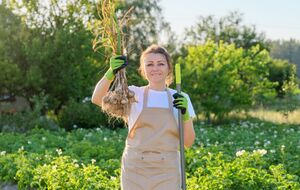Чеснок не любит слишком влажную почву