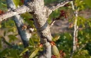 Монилиозу подвержены преимущественно косточковые и семечковые культуры