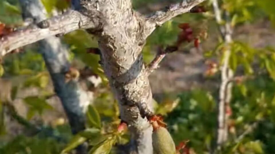 Монилиозу подвержены преимущественно косточковые и семечковые культуры