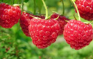 Малина вырастет крупной и качественной