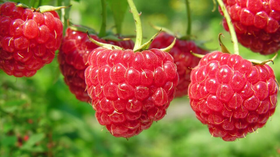 Малина вырастет крупной и качественной