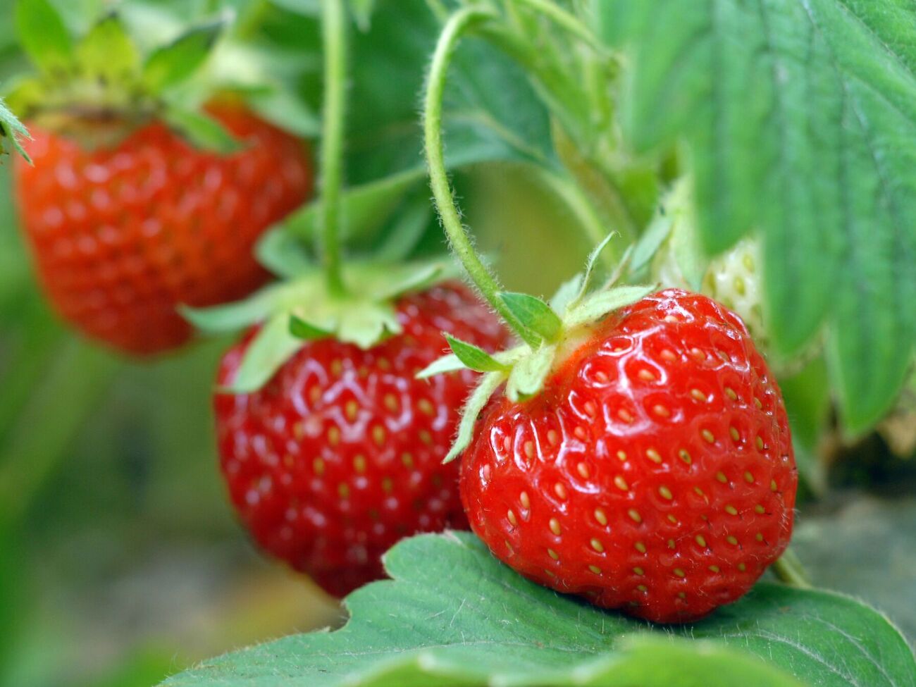 Перед подкормкой клубники нужно очистить участок от сорняков и удалить старые листья