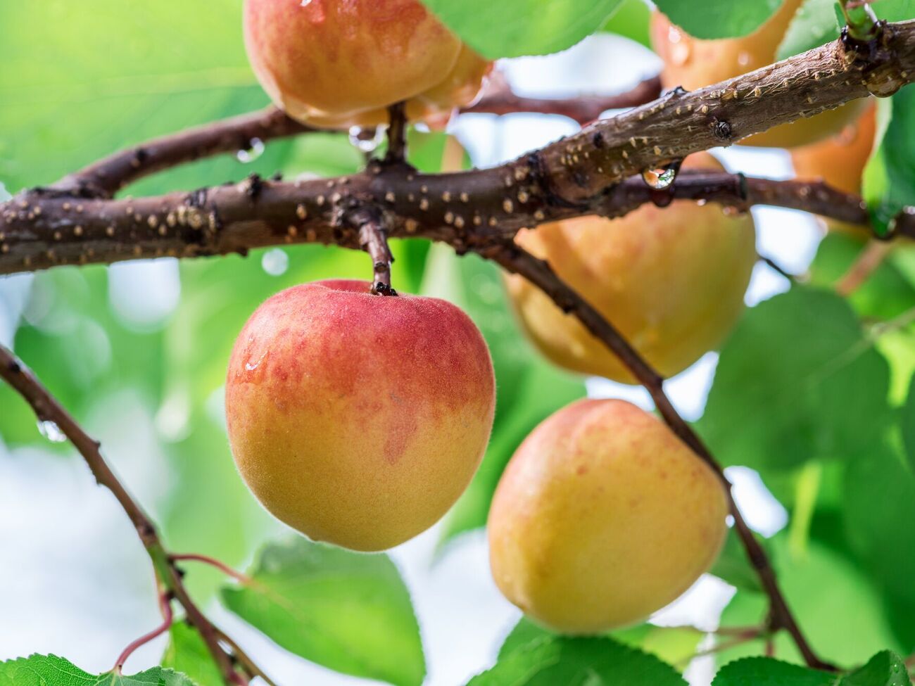 Преодолеть цитоспороз можно только на ранних стадиях