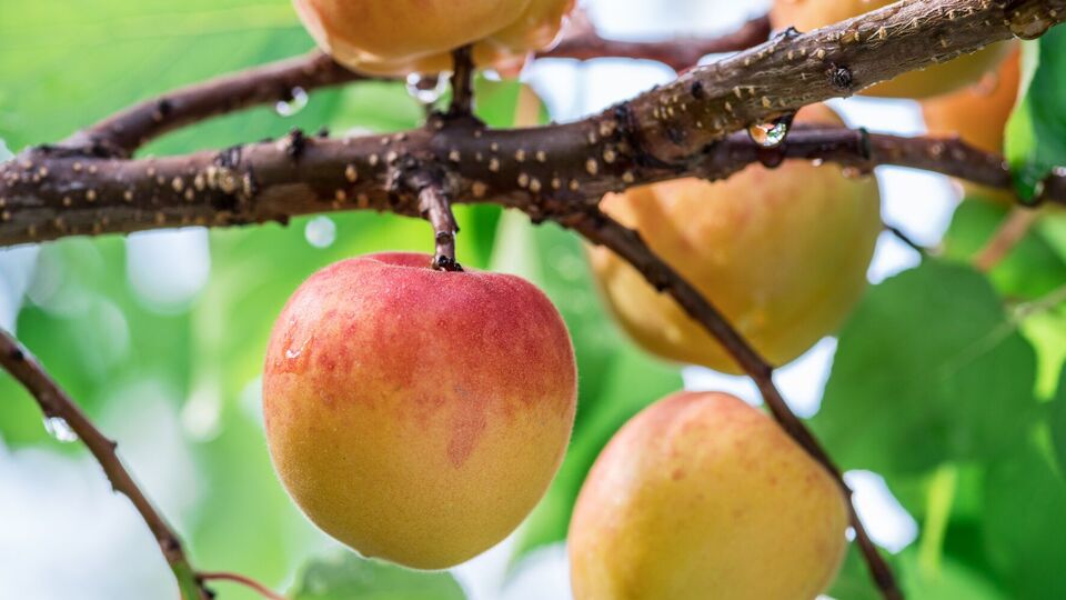 Преодолеть цитоспороз можно только на ранних стадиях