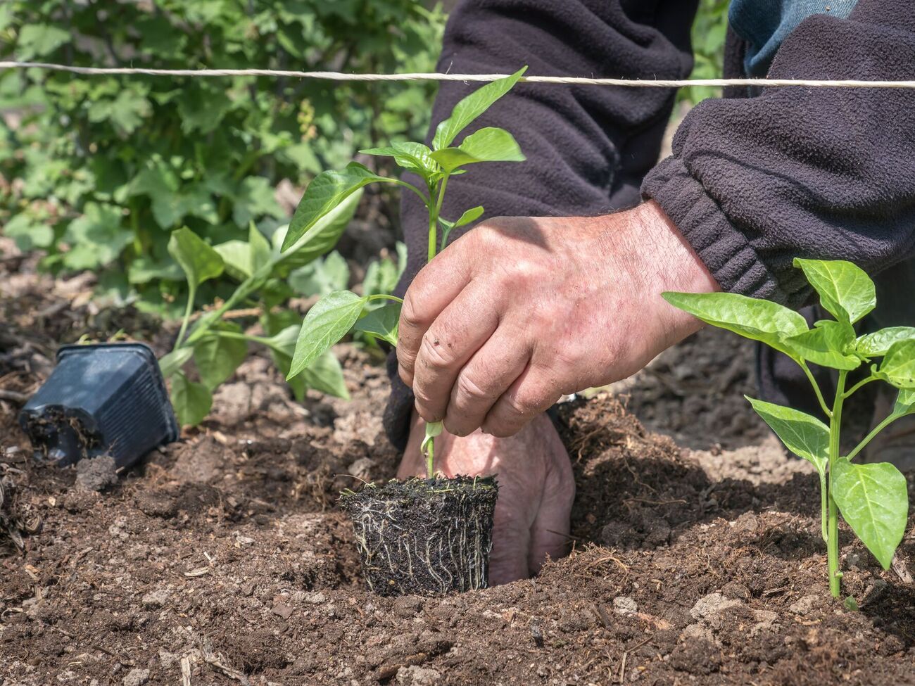 Янтарная кислота способствует формированию корневой системы и обеспечивает питание растений