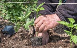 Янтарная кислота способствует формированию корневой системы и обеспечивает питание растений