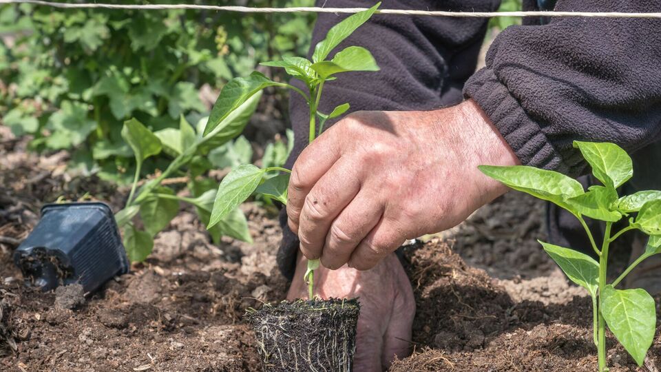 Янтарная кислота способствует формированию корневой системы и обеспечивает питание растений