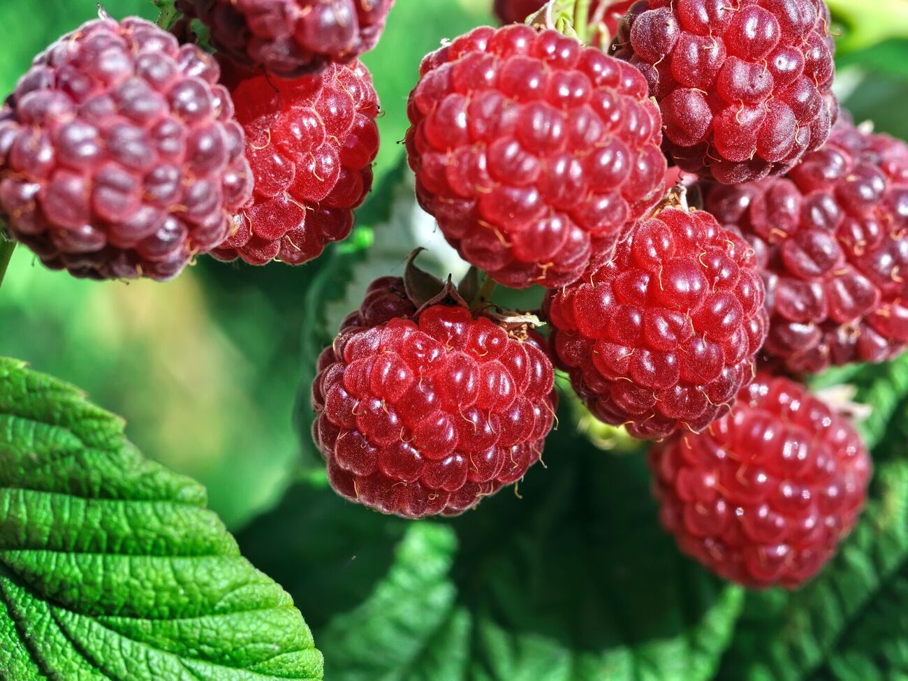 Подкормку малины с использованием картофельной кожуры эффективнее всего проводить весной