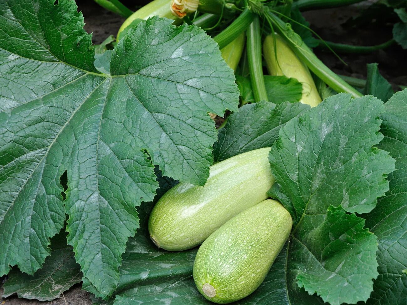 На участке с кабачками не должно быть застоя воды