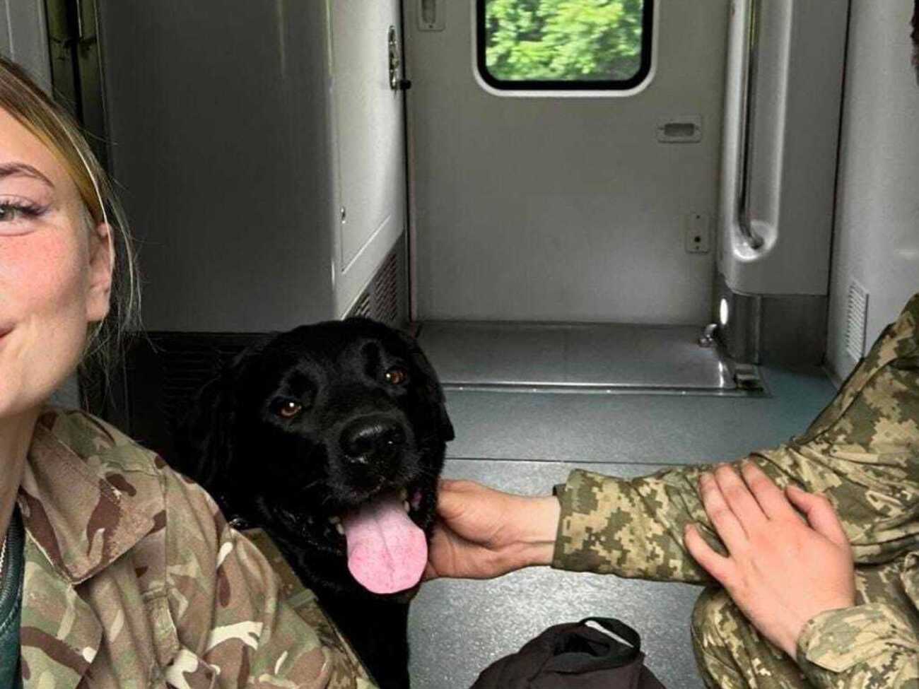 Правила проїзду тварин будуть інклюзивнішими