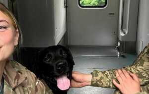 Правила проезда животных будут более инклюзивными