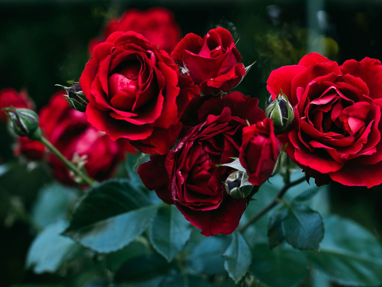 Розы будут цвести долго, если обработать их хозяйственным мылом, пишут садоводы