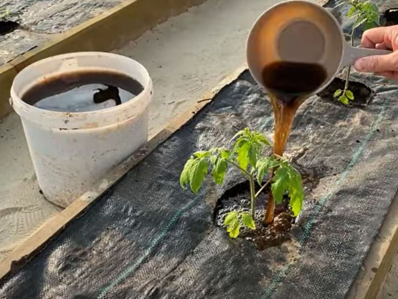 По словам огородника, томаты не любят азотные подкормки