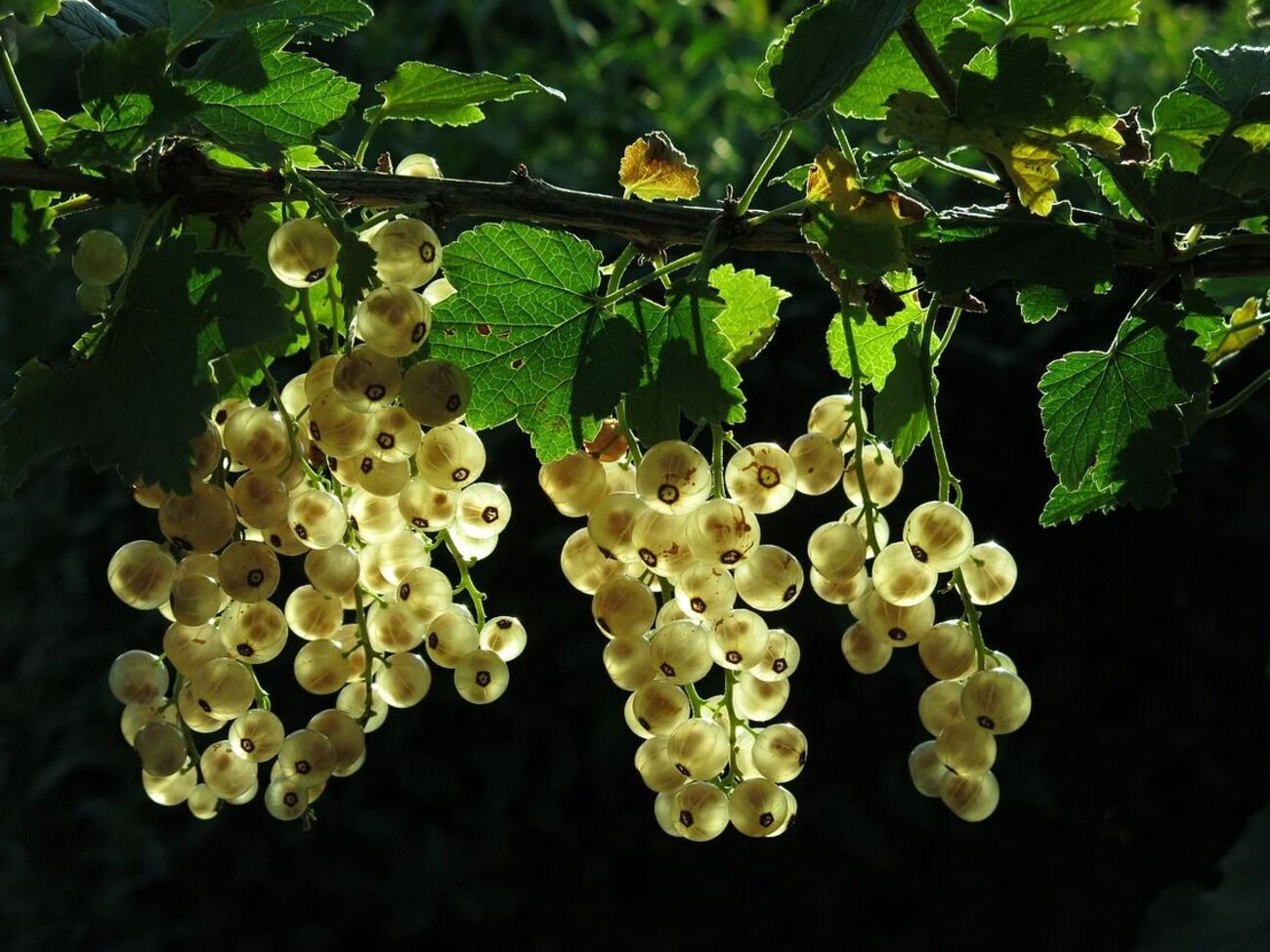 Смородина подвержена нападению вредителей