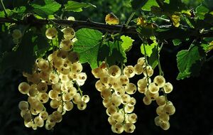 Смородина подвержена нападению вредителей